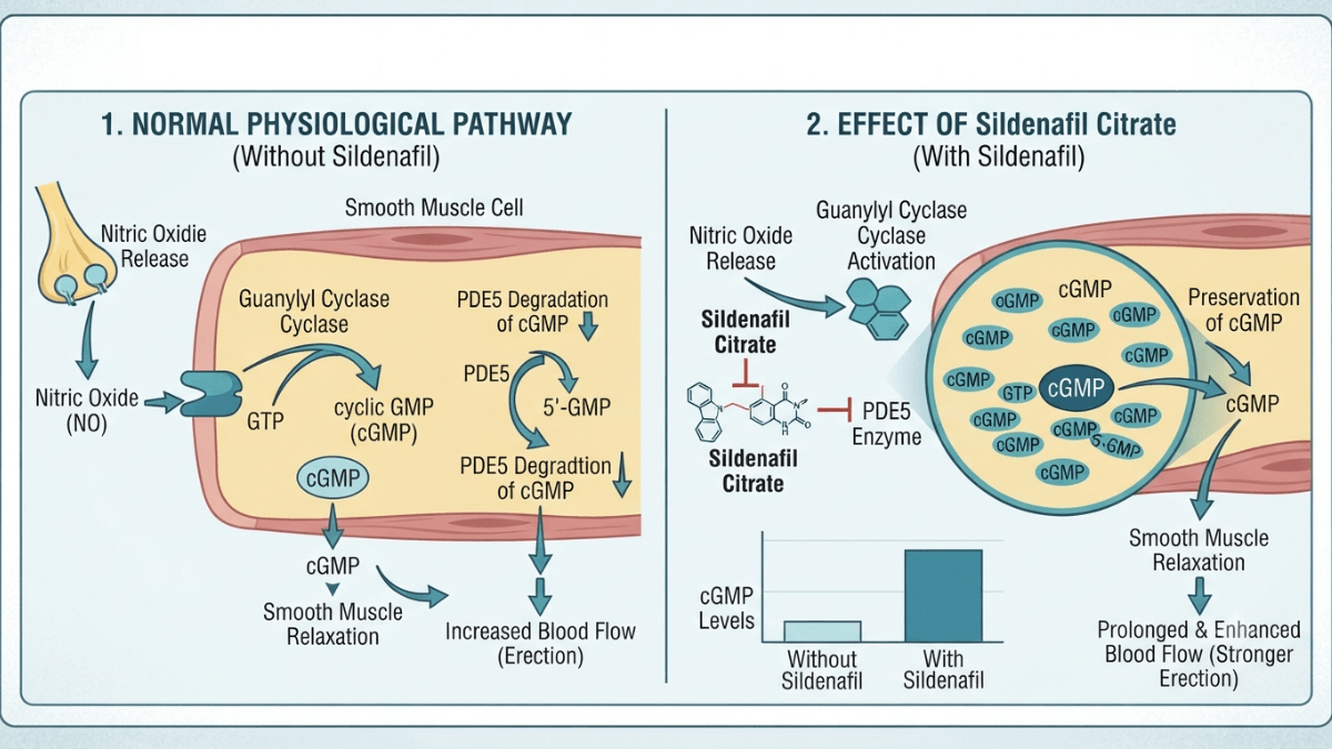 Diagram of sildenafil citrate mechanism of action showing PDE5 inhibition and increased blood flow