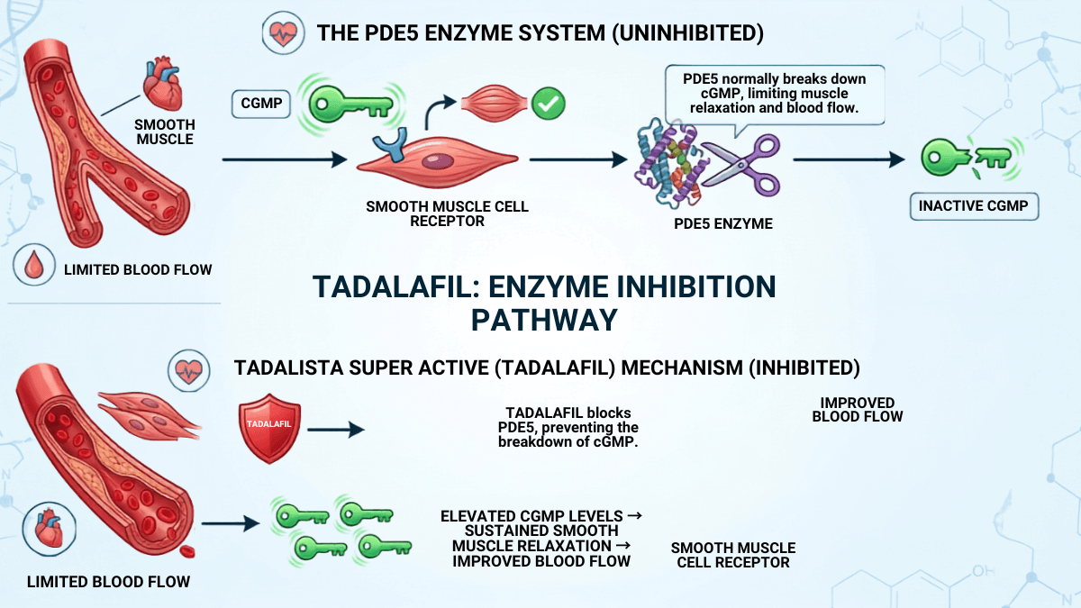 Tadalafil PDE5 enzyme inhibition pathway showing improved blood flow mechanism