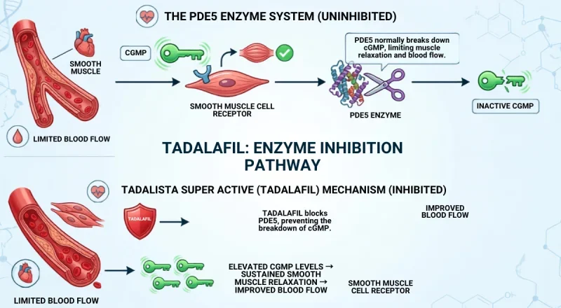 Medical diagram illustrating the Tadalafil enzyme inhibition pathway, showing how Tadalista Super Active blocks the PDE5 enzyme to elevate cGMP levels and improve blood flow.
