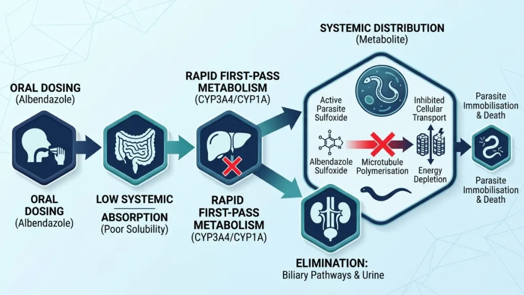 Albendazole absorption, metabolism and elimination pathway diagram