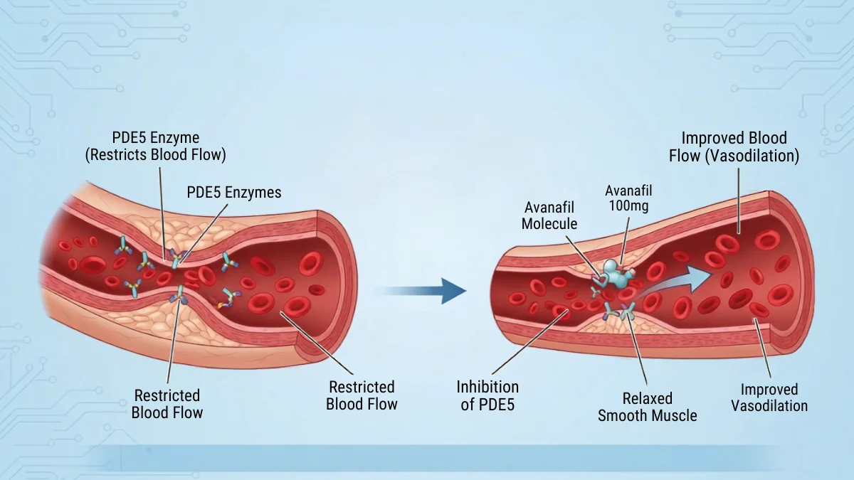 Avanafil PDE5 inhibitor mechanism of action and blood flow diagram