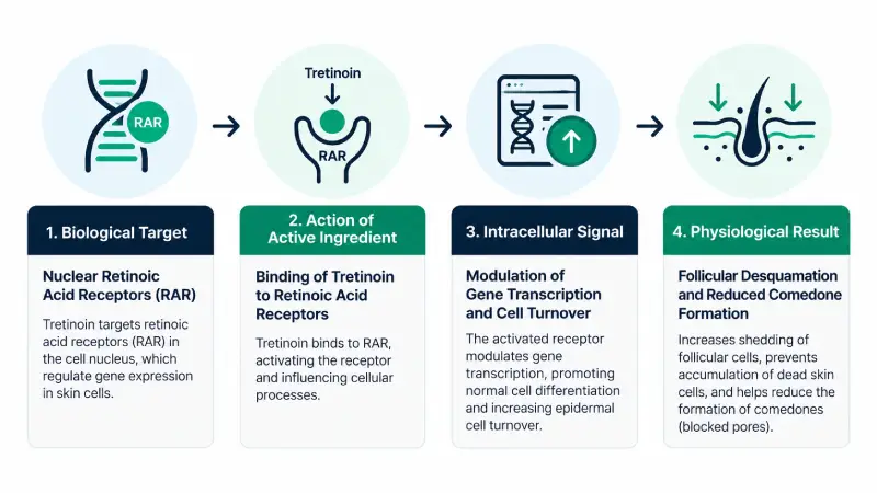 Infographic showing tretinoin's mechanism of action via retinoic acid receptors